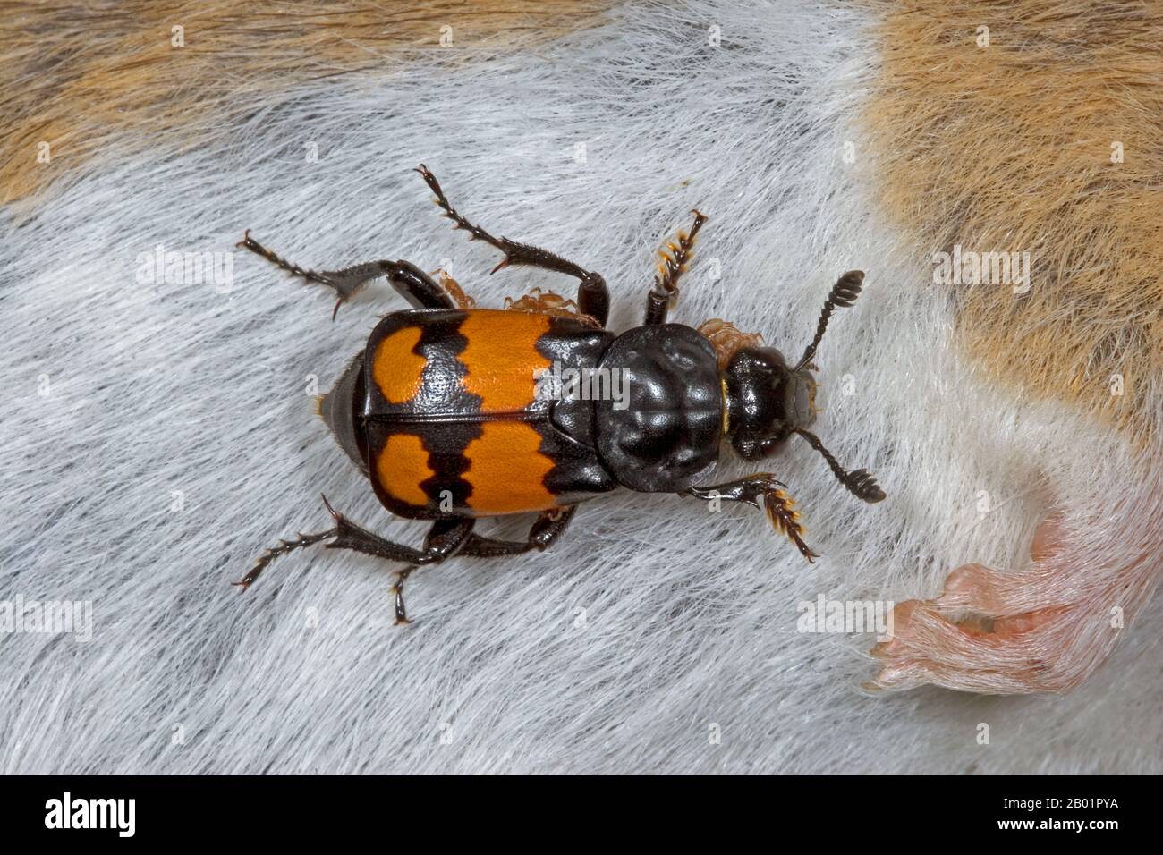 Beetle (Necrophorus vespilloides, Nicrophorus vespilloides), an einer toten Maus, Deutschland, begraben Stockfoto