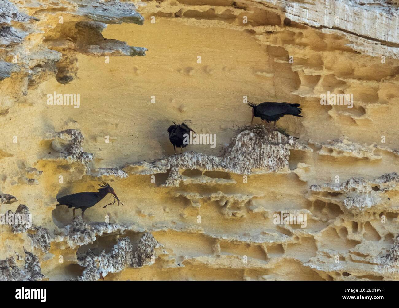 Einsiedlerei Ibis, Northern Bald Ibis (Geronticus eremita), Nistkolonie Northern Bald Ibis, Spanien, Cadiz, Vejer de la Frontera Stockfoto