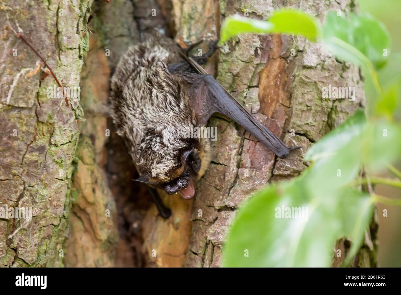 Parti-farbige Fledermaus (Vespertilio murinus) verlässt die Schlafhöhle und erkundet die Umgebung, Deutschland, Bayern, Niederbayern Stockfoto