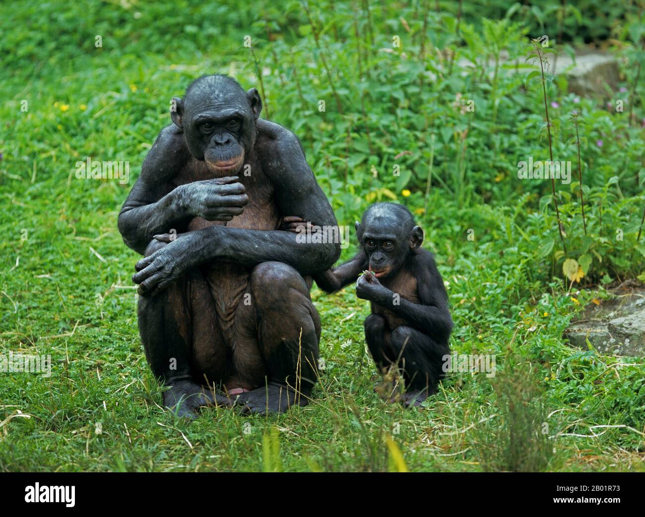 Bonobo, Pygmäen-Schimpanse (Pan paniscus), weiblicher Schimpanse, der mit einem jungen Tier auf einer Wiese zusammenquatscht, Vorderansicht Stockfoto