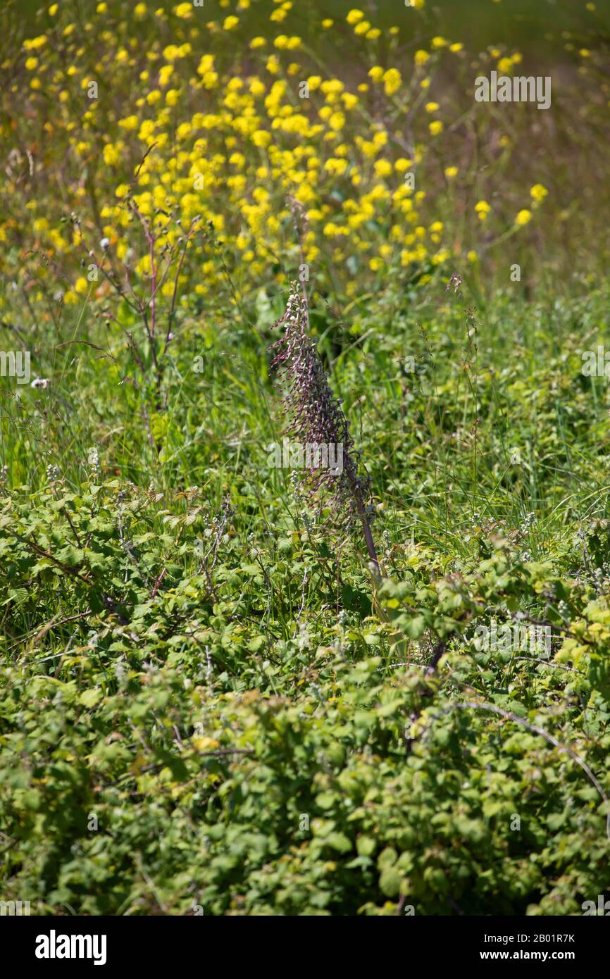 Echsenorchid (Himantoglossum hircinum), im Habitat, Frankreich, Bretagne Stockfoto
