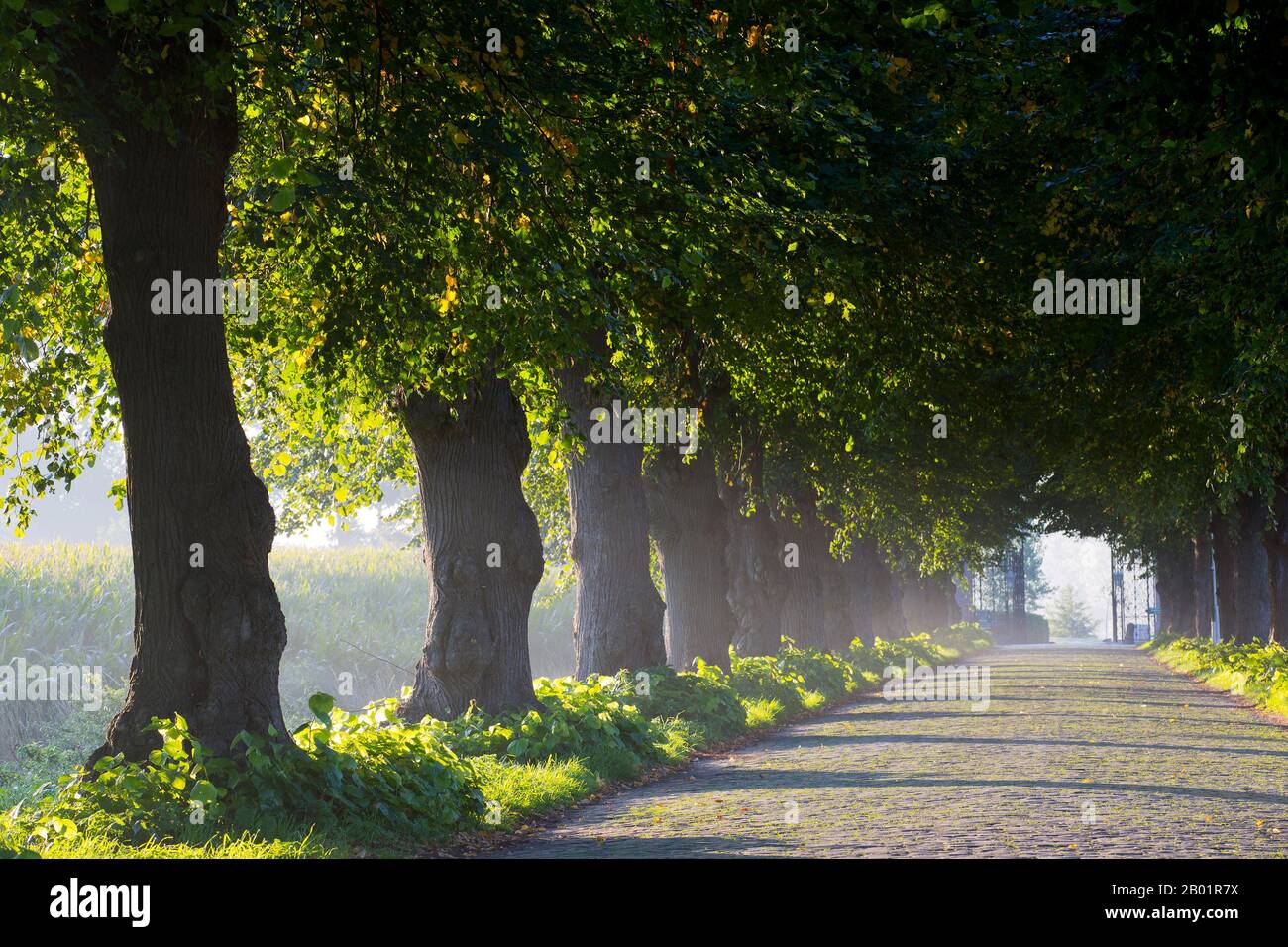 Großblättrige Linde, Linde (Tilia platyphyllos), Linde Avenue in Parc Ooidonk, Belgien, Ostflandern, Leerne, Ooidonk Stockfoto