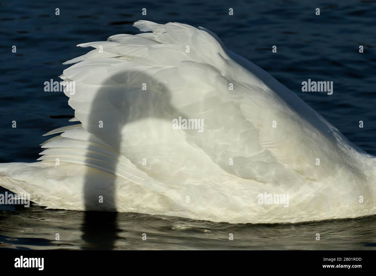 Mute Swan (Cygnus olor), Schattenspiel, Deutschland, Nordrhein-Westfalen Stockfoto