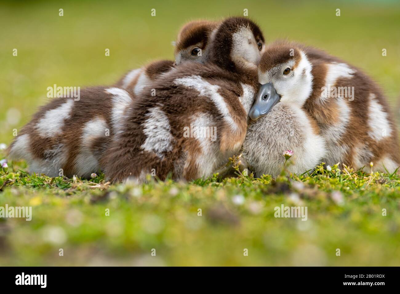 Ägyptische Gans (Alopochen aegyptiacus), die auf einer Wiese zusammen Klatschen ruht, Deutschland Stockfoto