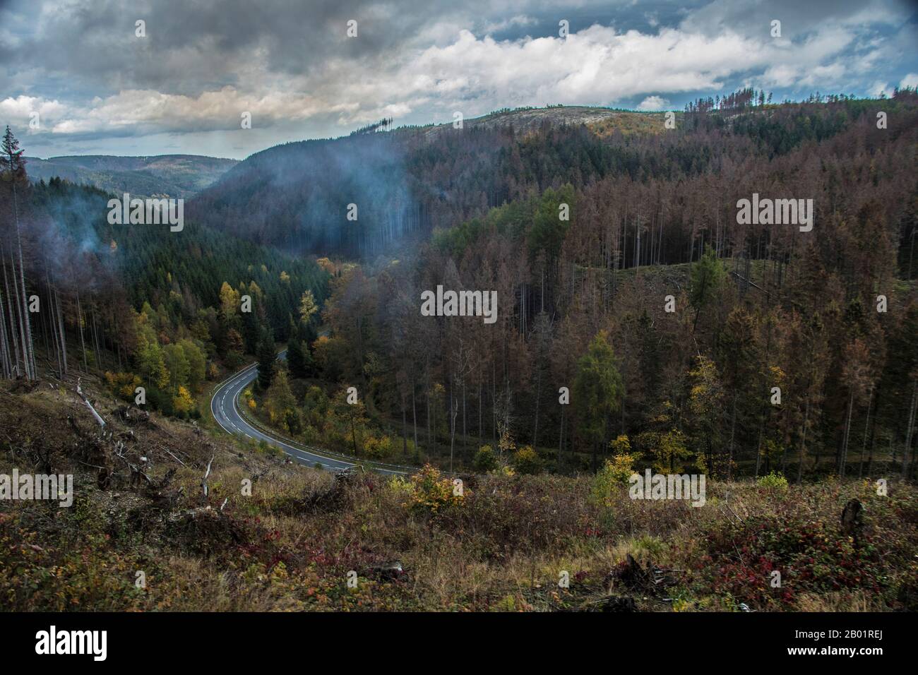 Waldschäden durch Trockenheit und Befall mit Borkenkäferbefall, Deutschland, Niedersachsen, Nationalpark Harz Stockfoto