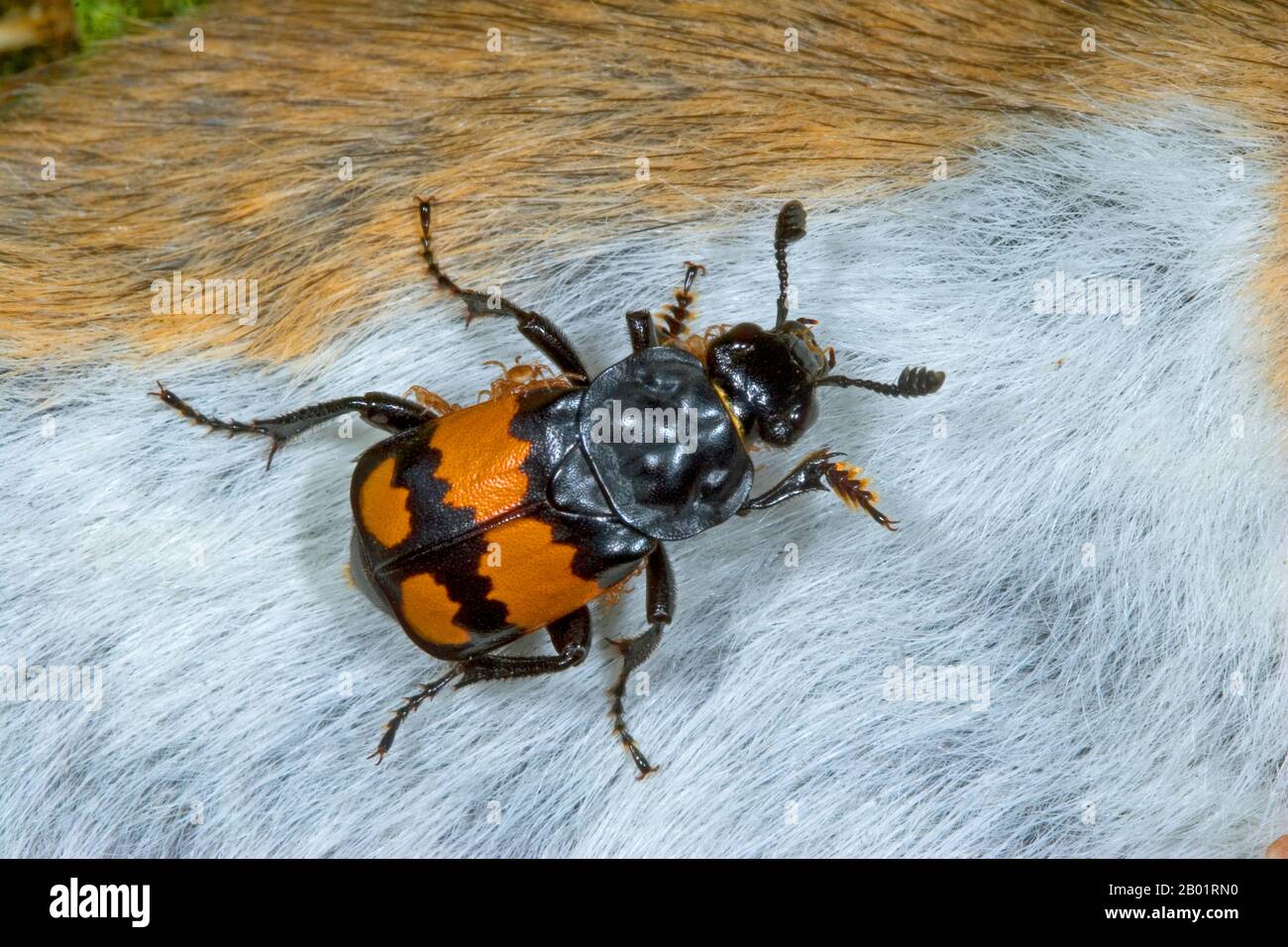 Beetle (Necrophorus vespilloides, Nicrophorus vespilloides), an einer toten Maus, Deutschland, begraben Stockfoto