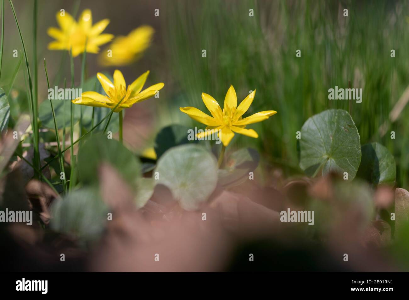 Weniger Sellandin, Feigenwurzel-Butterbecher (Ranunculus ficaria, Ficaria verna), blühend, Deutschland, Bayern Stockfoto