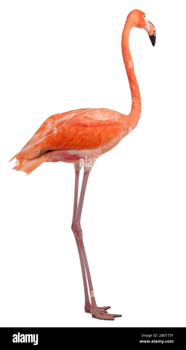 American Flamingo, Phönicopterus ruber, 10 Jahre alt, vor weißem Hintergrund stehend Stockfoto