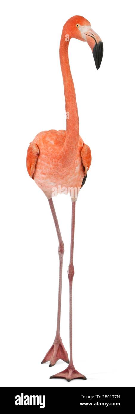 American Flamingo, Phönicopterus ruber, 10 Jahre alt, vor weißem Hintergrund stehend Stockfoto
