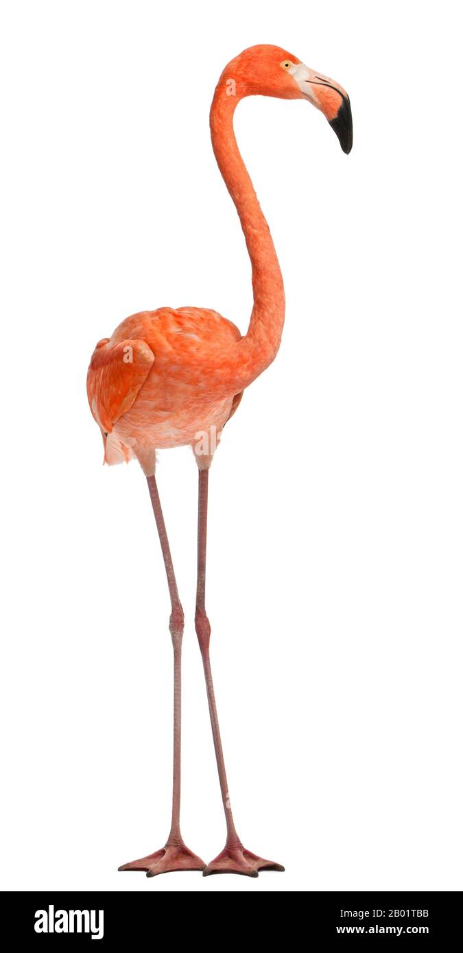 American Flamingo, Phönicopterus ruber, 10 Jahre alt, vor weißem Hintergrund stehend Stockfoto