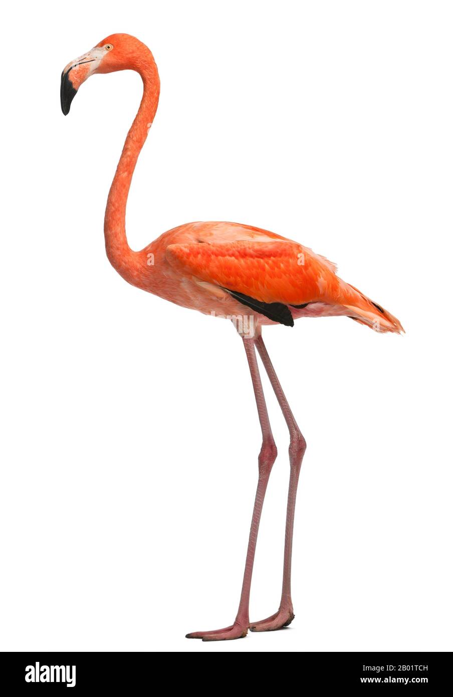 American Flamingo, Phönicopterus ruber, 10 Jahre alt, vor weißem Hintergrund stehend Stockfoto
