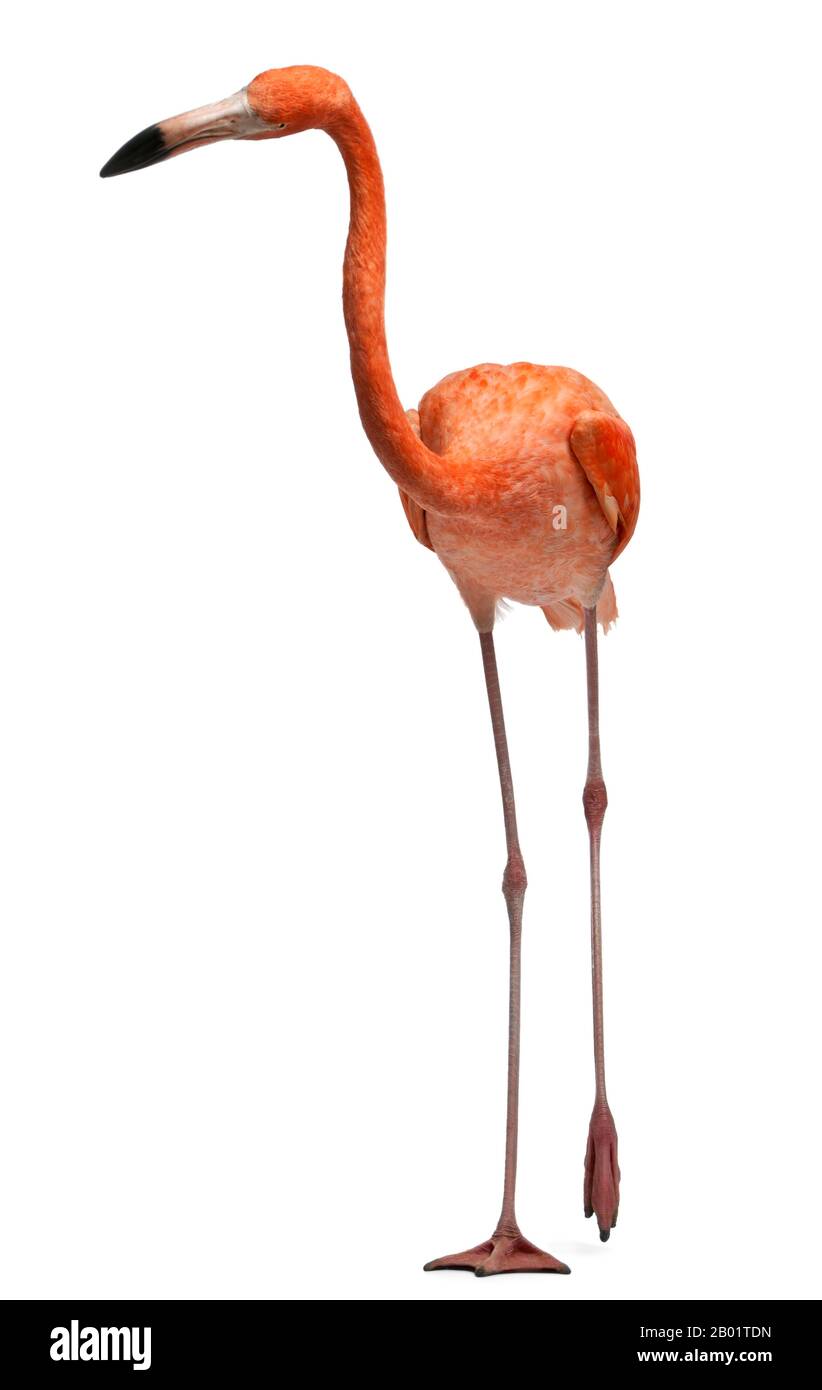 American Flamingo, Phönicopterus ruber, 10 Jahre alt, vor weißem Hintergrund stehend Stockfoto