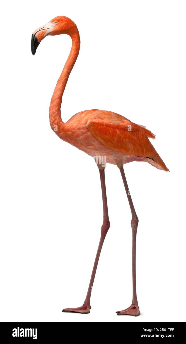 American Flamingo, Phönicopterus ruber, 10 Jahre alt, vor weißem Hintergrund stehend Stockfoto
