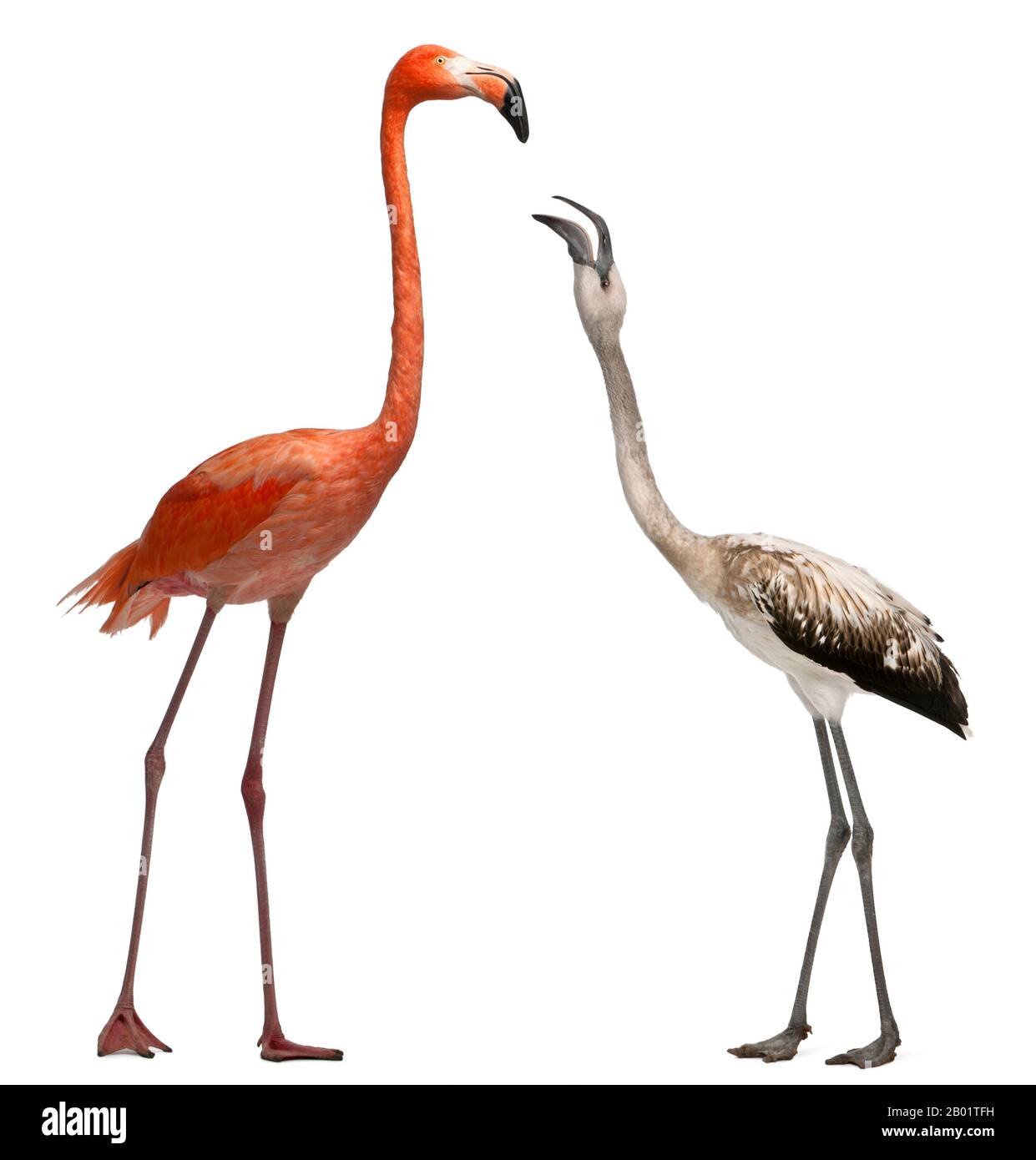 American Flamingo, Phönicopterus ruber, 10 Jahre alt, und Greater Flamingo stehen vor weißem Hintergrund Stockfoto