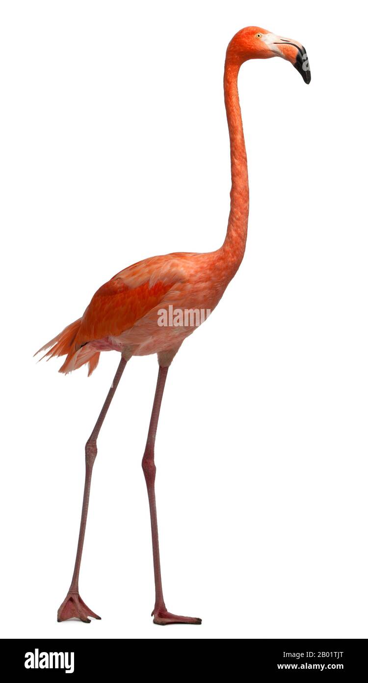 American Flamingo, Phönicopterus ruber, 10 Jahre alt, vor weißem Hintergrund stehend Stockfoto