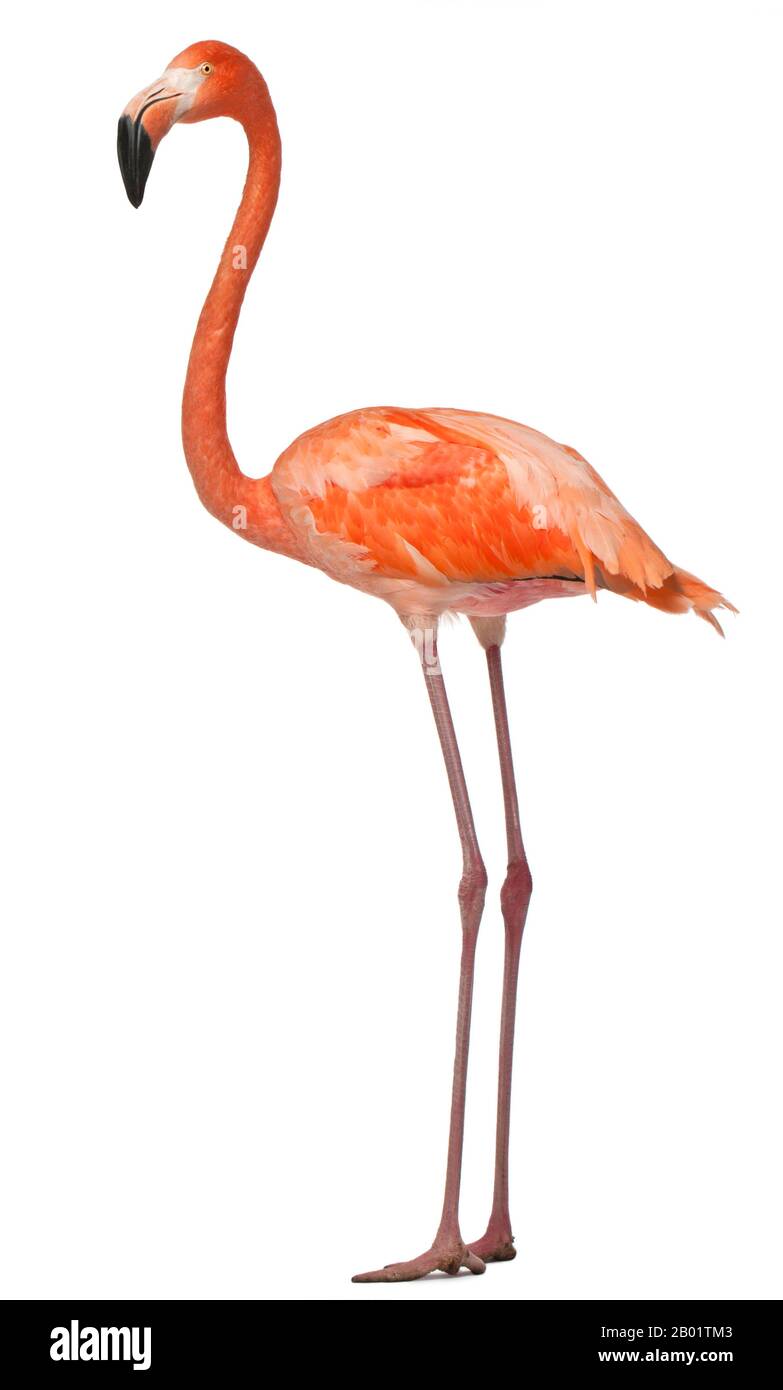 American Flamingo, Phönicopterus ruber, 10 Jahre alt, vor weißem Hintergrund stehend Stockfoto