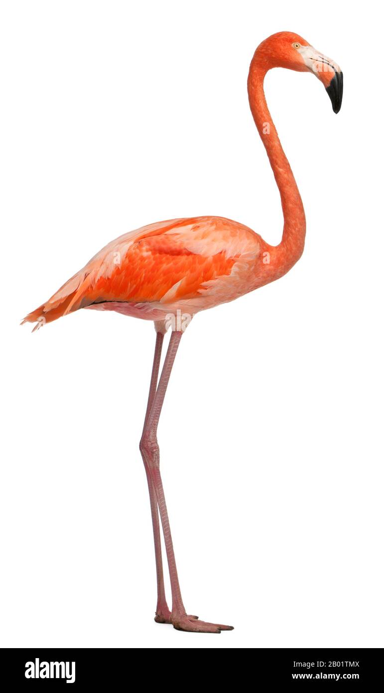 American Flamingo, Phönicopterus ruber, 10 Jahre alt, vor weißem Hintergrund stehend Stockfoto