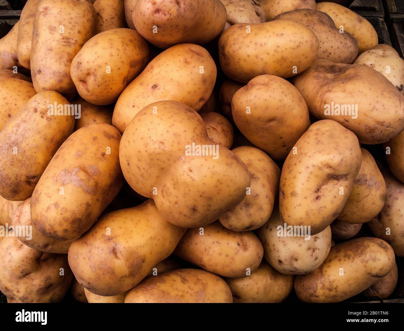 Anzeige der weißen Kartoffeln Stockfoto