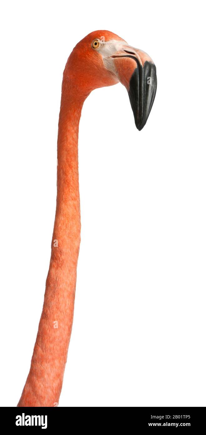Nahaufnahme des 10 Jahre alten amerikanischen Flamingo, Phönicopterus ruber vor weißem Hintergrund Stockfoto