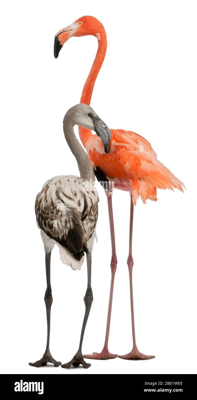 Greater Flamingo, Phönicopterus roseus, 8 Monate alt, und American Flamingo, Phönicopterus ruber, 10 Jahre alt, vor weißem Hintergrund Stockfoto