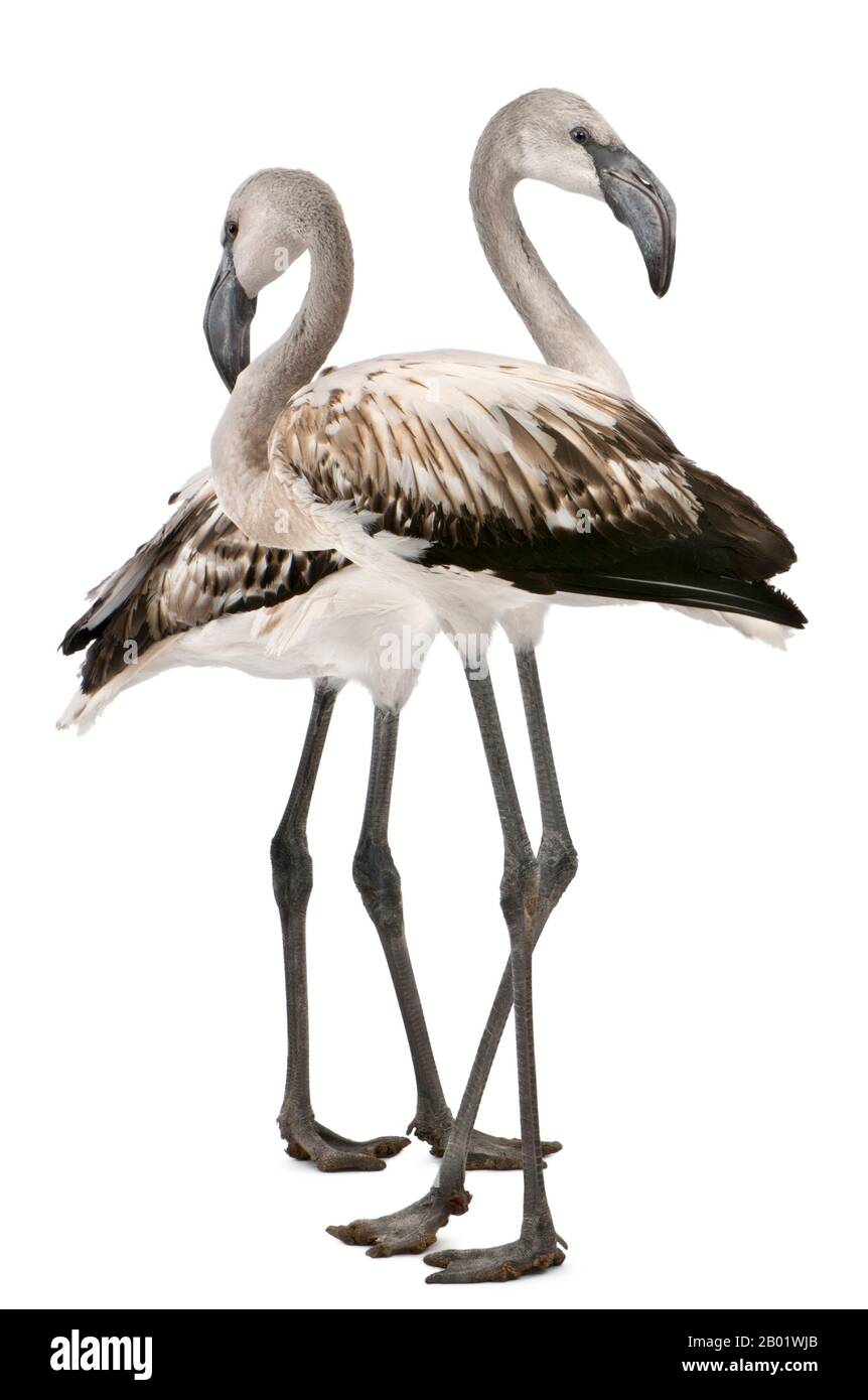 Greater Flamingo, Phönicopterus roseus, 8 Monate alt, vor weißem Hintergrund stehend Stockfoto