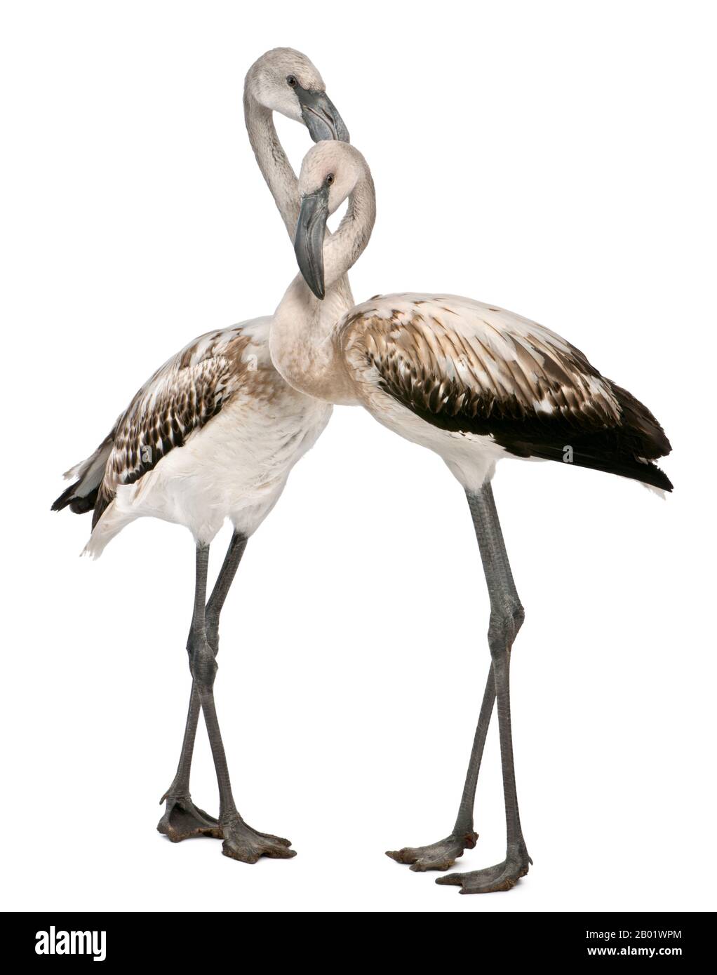 Greater Flamingo, Phönicopterus roseus, 8 Monate alt, vor weißem Hintergrund stehend Stockfoto