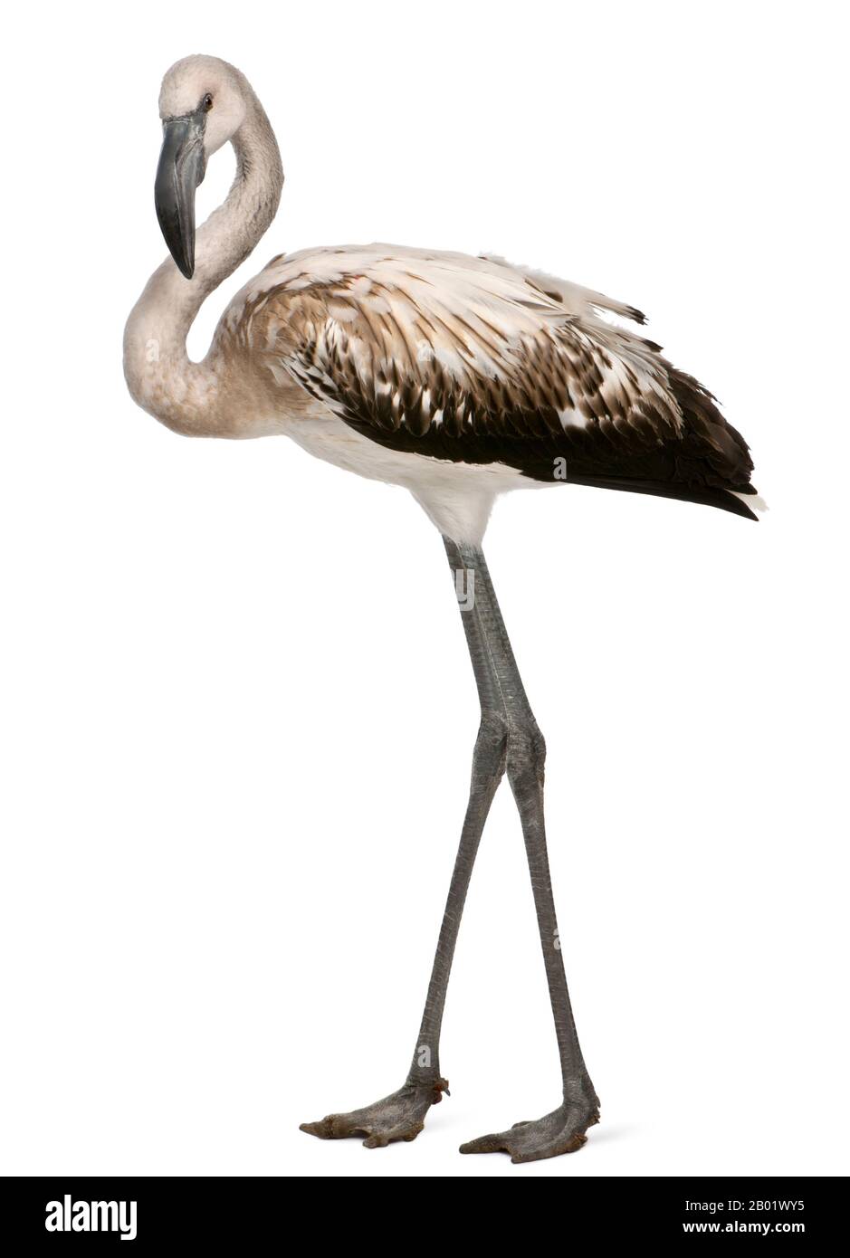 Greater Flamingo, Phönicopterus roseus, 8 Monate alt, vor weißem Hintergrund stehend Stockfoto