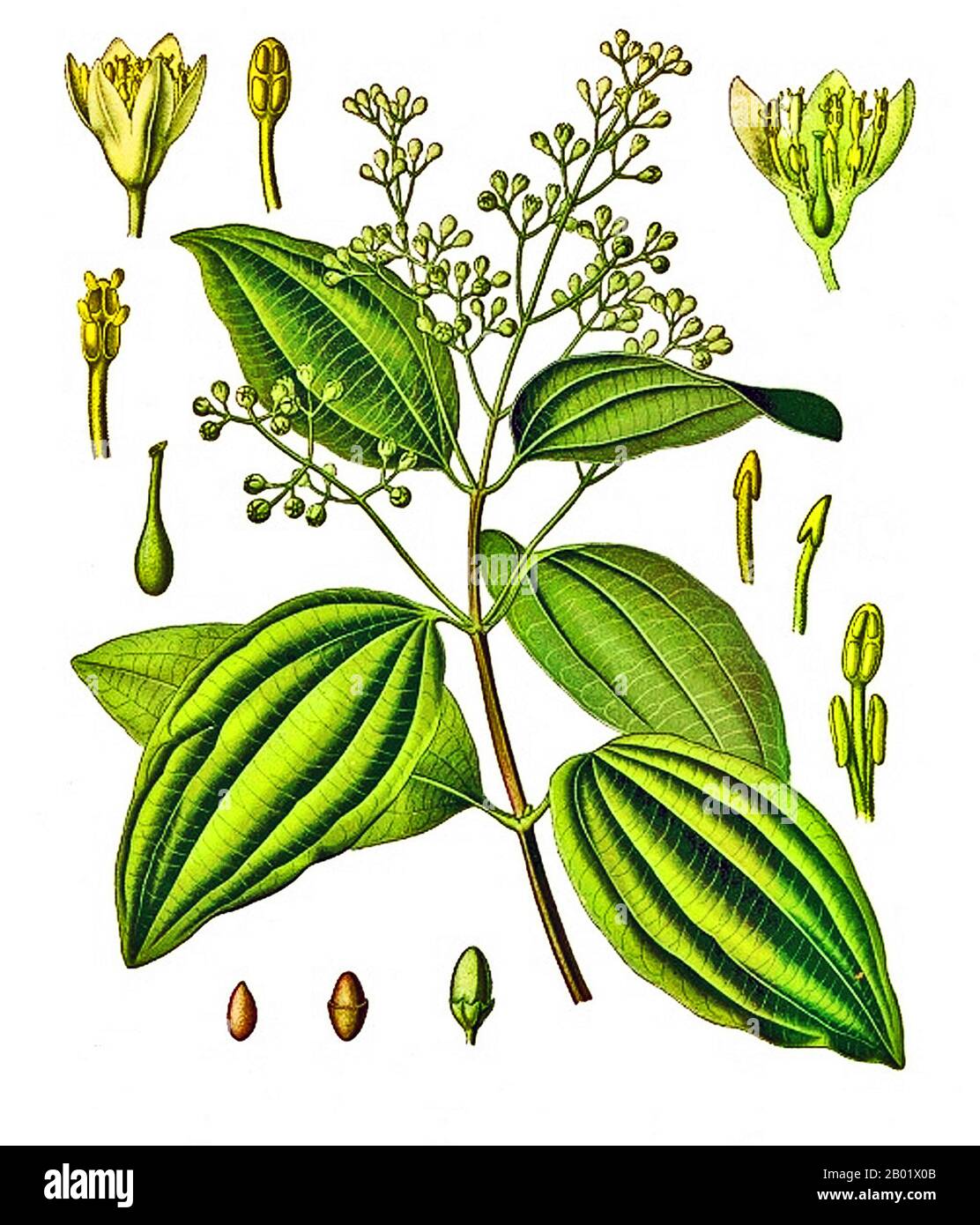 Sri Lanka: Cinnamomum verum – Cinnamon. Illustration aus Franz Eugen Köhlers Medizinal-Pflanzen, 1897. Zimt ist ein Gewürz, das aus der inneren Rinde mehrerer Bäume der Gattung Cinnamomum gewonnen wird und sowohl in süßen als auch in herzhaften Lebensmitteln verwendet wird. Obwohl sie nur auf der Insel Sri Lanka beheimatet sind, sind Zimtbäume heute in Südostasien naturalisiert. Zimt ist der Name für vielleicht ein Dutzend Arten von Bäumen und die kommerziellen Gewürzprodukte, die einige von ihnen produzieren. Alle sind Mitglieder der Gattung Cinnamomum aus der Familie Lauraceae. Nur wenige von ihnen werden kommerziell für Gewürze angebaut. Stockfoto