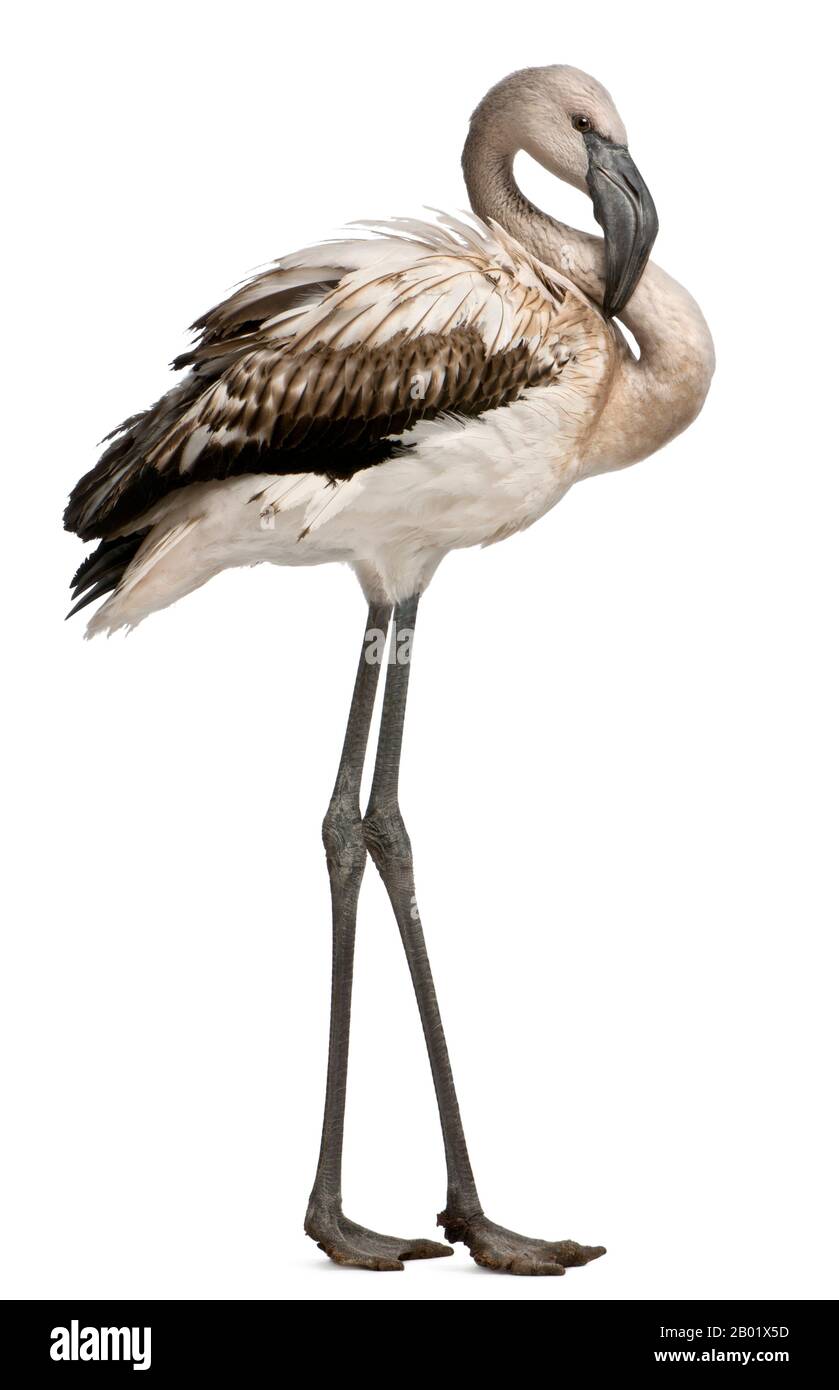 Greater Flamingo, Phönicopterus roseus, 8 Monate alt, vor weißem Hintergrund stehend Stockfoto