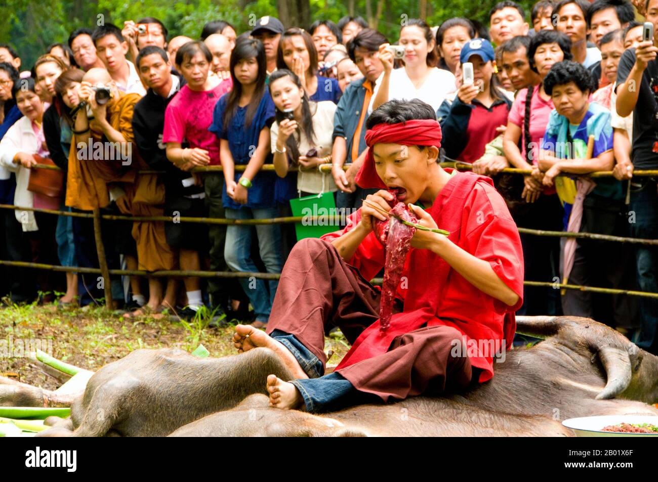 Thailand: Das Medium isst das rohe Büffelfleisch und trinkt lao khao (weißer Likör), Pu SAE, Ya SAE Festival, Tambon Mae Hia, Chiang Mai, nordthailand. Jeden späten Mai oder Juni, kurz vor Beginn der Regenzeit, finden zwei wenig bekannte, aber archaische Rituale in der Umgebung von Chiang Mai im Norden Thailands statt. Dies sind die verwandten Pu SAE- und Ya SAE-Zeremonien, die vermutlich vor der Einführung des Buddhismus in Nordthailand liegen. Die Traditionen, die sie umfassen, datieren ähnlich vor der thailändischen und sogar Mon-Besiedlung in der Gegend und sind mit den Lawa verbunden. Stockfoto