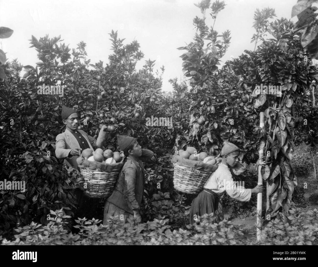 Palästina: Ein palästinensischer Mann und zwei Jungen ernten Orangen. Foto von Khalil Raad (1854-1957), ca. 1920. Palästina ist ein Name für die geografische Region zwischen dem Mittelmeer und dem Jordan. Die Region ist auch als das Land Israel, das Heilige Land und die Südlevante bekannt. 1832 wurde Palästina von Mohammed Alis Ägypten erobert, aber 1840 intervenierte Großbritannien und gab die Kontrolle über die Levante an die Osmanen zurück, als Gegenleistung für weitere Kapitulationen. Am Ende des 19. Jahrhunderts begann die zionistische Einwanderung und die Wiederbelebung der hebräischen Sprache. Stockfoto