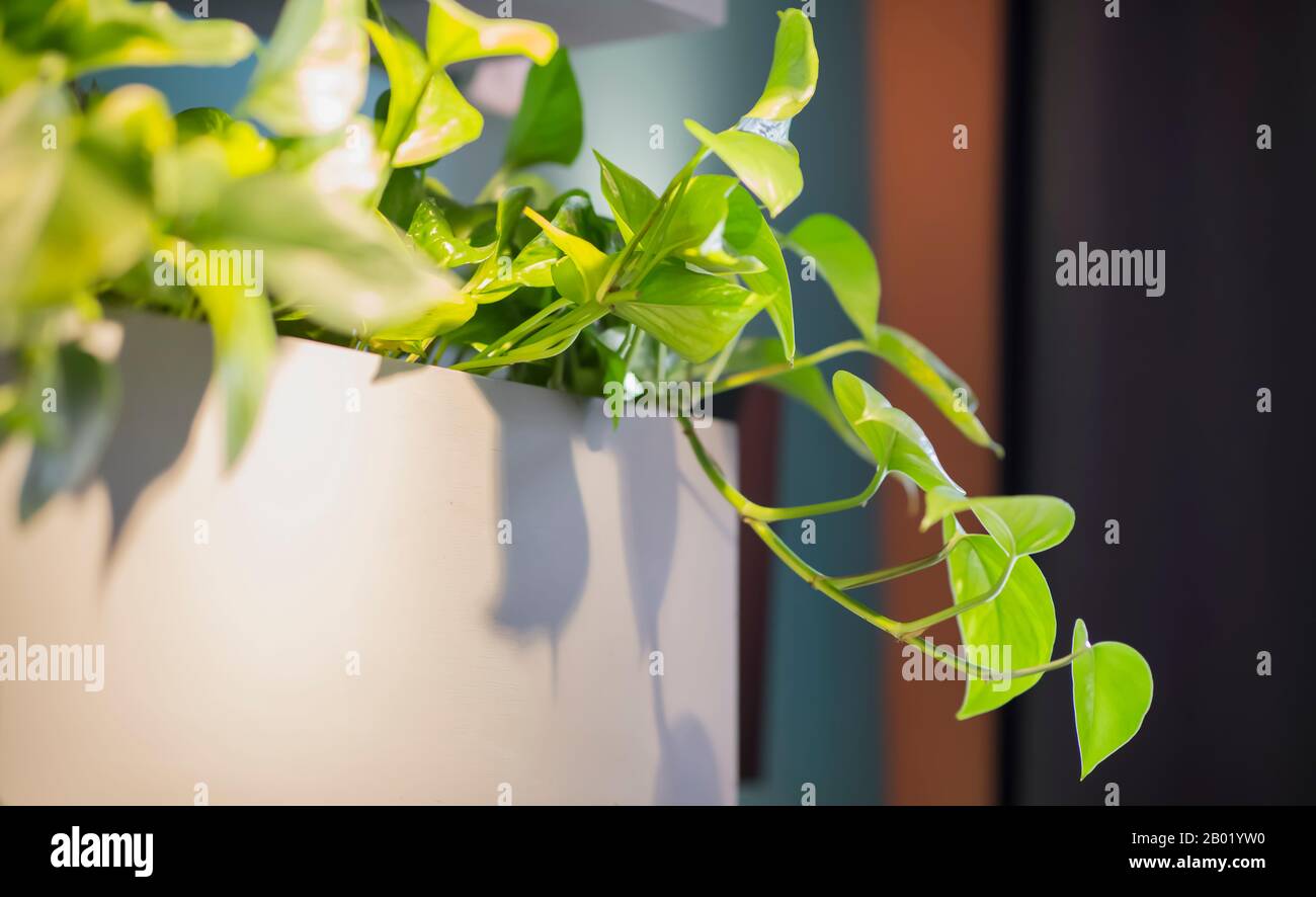 Nahaufnahme der Einrichtung der Café-Wohnanlage, Innenelemente Stockfoto