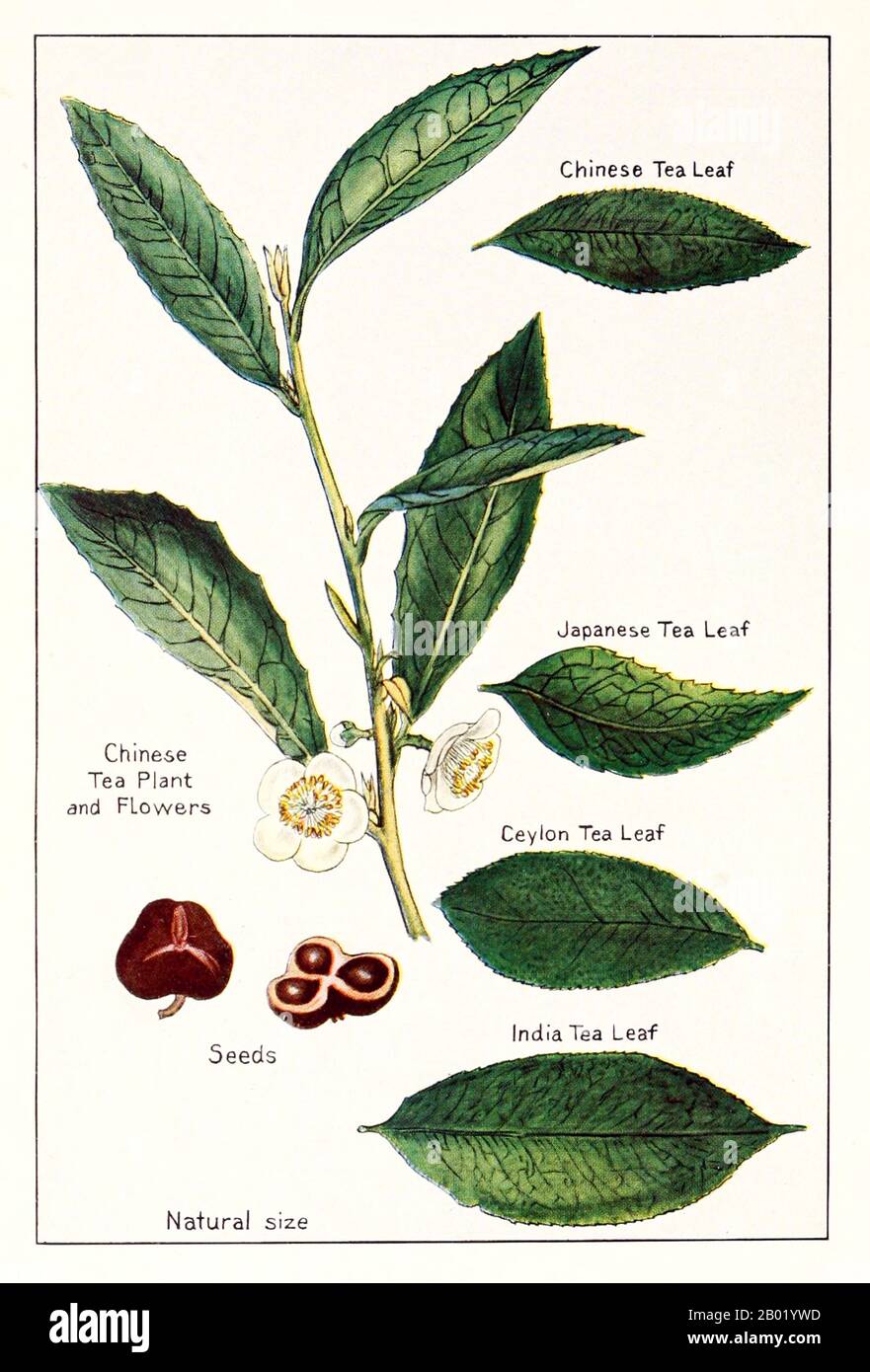Vereinigtes Königreich: Botanisches Zeichnen verschiedener Teesorten, 1915 nach der mündlichen Überlieferung wird Tee in China seit mehr als vier Jahrtausenden angebaut. Die frühesten schriftlichen Berichte über die Teezubereitung stammen jedoch aus der Zeit um 350 n. Chr., als er zum ersten Mal am kaiserlichen Hof ein Getränk wurde. Etwa 800 CE-Teesamen wurden nach Japan gebracht, wo bald ein regelmäßiger Anbau etabliert wurde. Etwas mehr als fünf Jahrhunderte später, im Jahr 1517, wurde der Tee von den Portugiesen nach Europa geliefert, kurz nachdem sie ihren Handel mit China aufgenommen hatten. 1667 bestellte die Honourable East India Company die erste britische Teesendung. Stockfoto