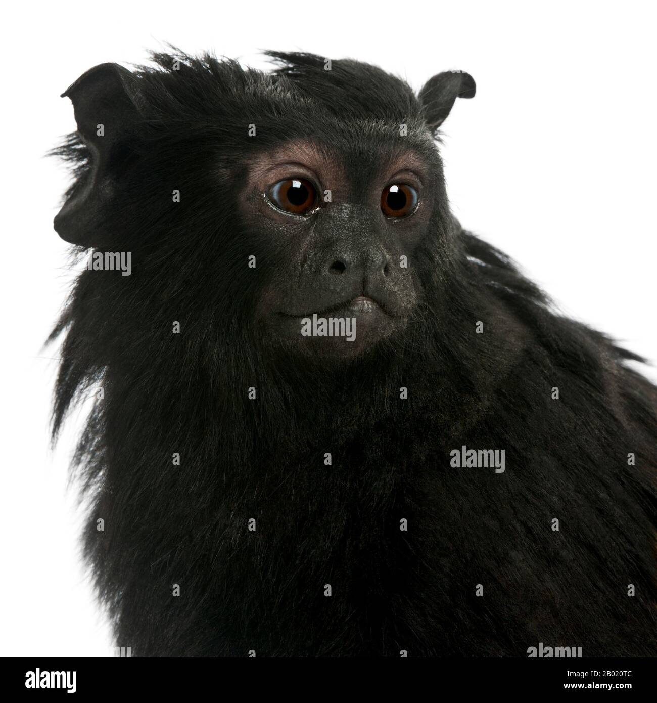 Rothänder Tamarin, Saguinus midas, 6 Jahre alt, vor weißem Hintergrund Stockfoto