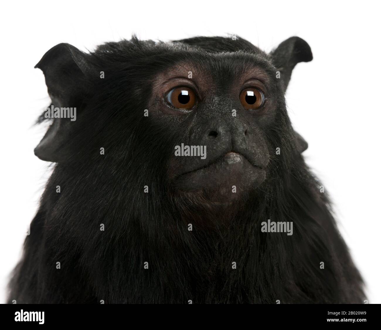 Rothänder Tamarin, Saguinus midas, 6 Jahre alt, vor weißem Hintergrund Stockfoto