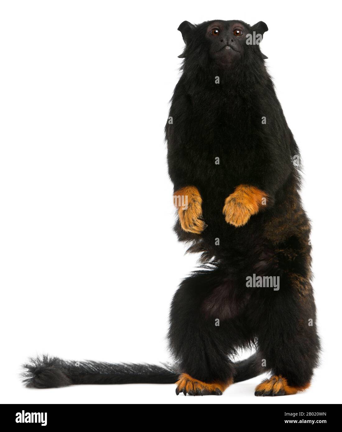Rothänder Tamarin, Saguinus midas, 6 Jahre alt, vor weißem Hintergrund Stockfoto
