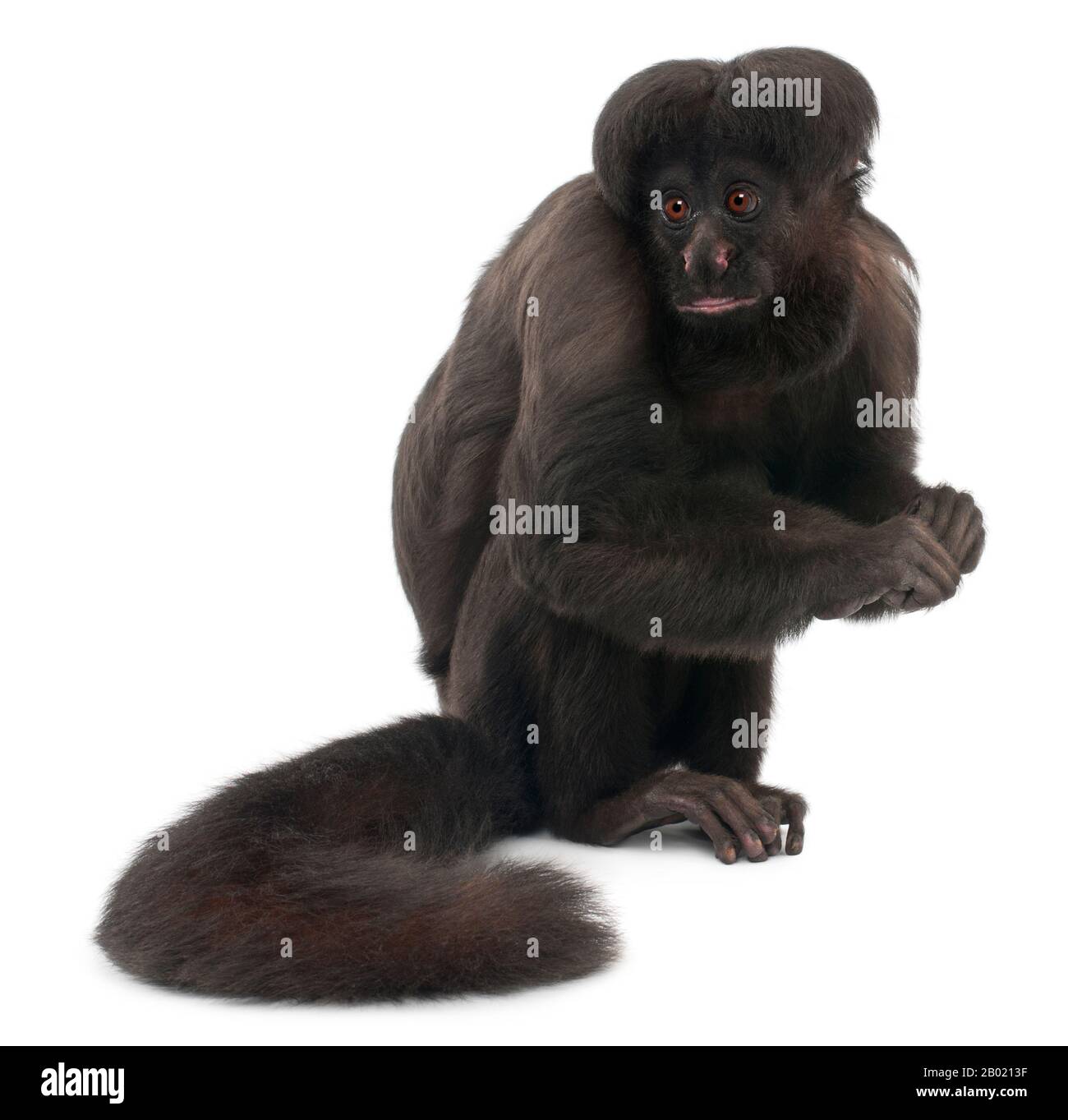 Black Bearded Saki, Chiropotes Satanas, 6 Jahre alt, vor weißem Hintergrund Stockfoto