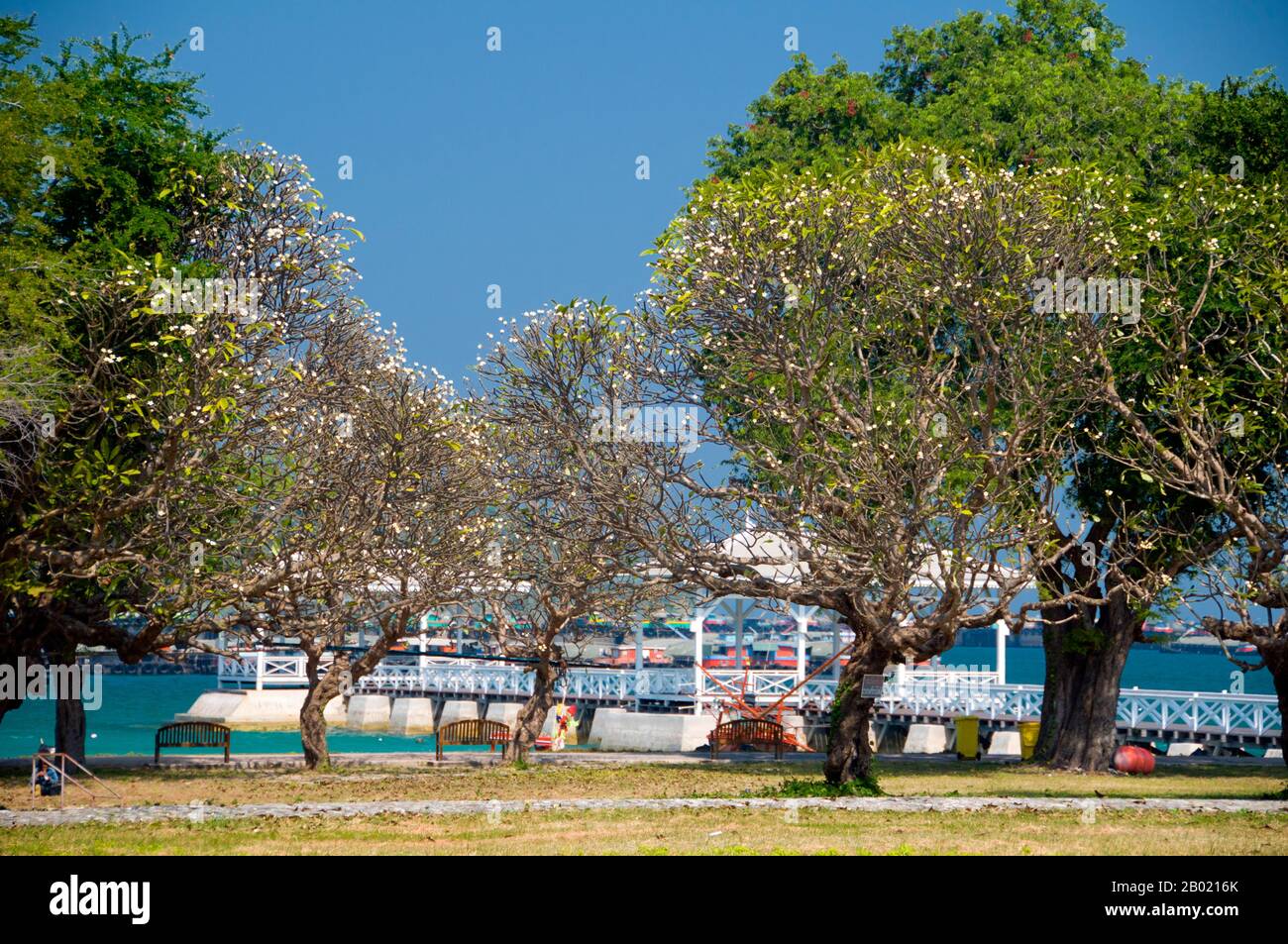 Thailand: Frangipani-Bäume im Palast von Rama V (1853–1910), Ko Sichang, Provinz Chonburi. Der Palast von Rama V., auch bekannt als Phra Chutathut Ratchasathan, wurde im 19. Jahrhundert erbaut. König Chulalongkorn (Rama V.) nutzte den Palast als Rückzugsort im Sommer von Bangkoks steifer Hitze. Der ursprüngliche Palast, der Vimanmek-Palast, stand hier, bis er 1901 Stück für Stück in den Dusit Park in Bangkok verlegt wurde. Der goldene Teakpalast wurde von König Chulalongkorn entworfen. Stockfoto