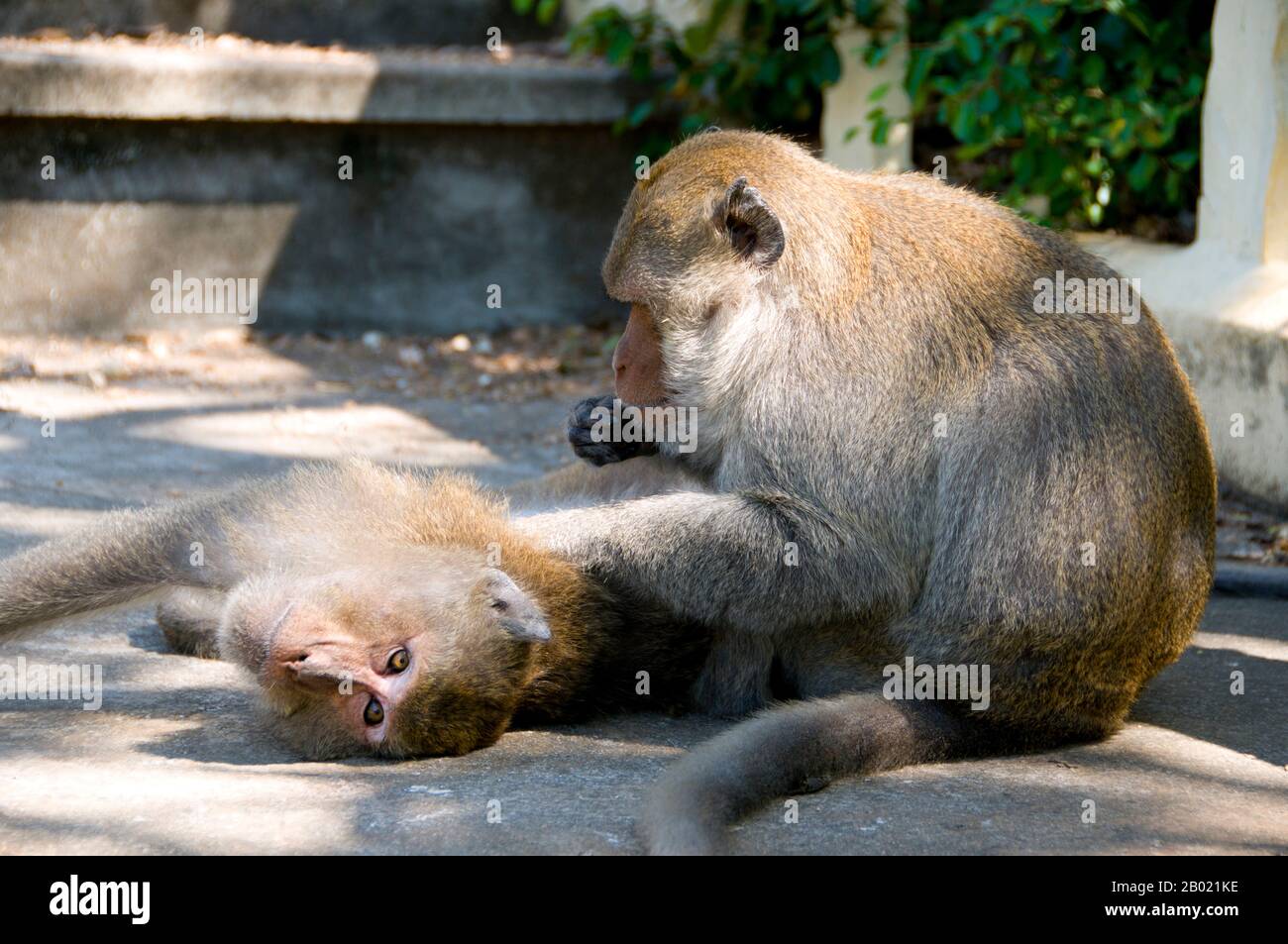 Thailand: Stumpfschwanzmakaken, die sich gegenseitig auf Khao Chong Krajok (Spiegelberg), Prachuap Provinz Khiri Khan, pflegen. Macaca arctoides, auch Bärenmakaken genannt, ist eine Art von Makaken, die in Südasien und Südostasien vorkommt. Er ist hauptsächlich frugivorer, isst aber viele Arten von Vegetation, wie Samen, Blätter und Wurzeln, jagt aber auch Süßwasserkrabben, Frösche, Vogeleier und Insekten. Sie kommt im Allgemeinen in subtropischen und tropischen, immergrünen Laubwäldern vor, je nach Niederschlagsmenge in der Region in unterschiedlichen Höhen. Stockfoto