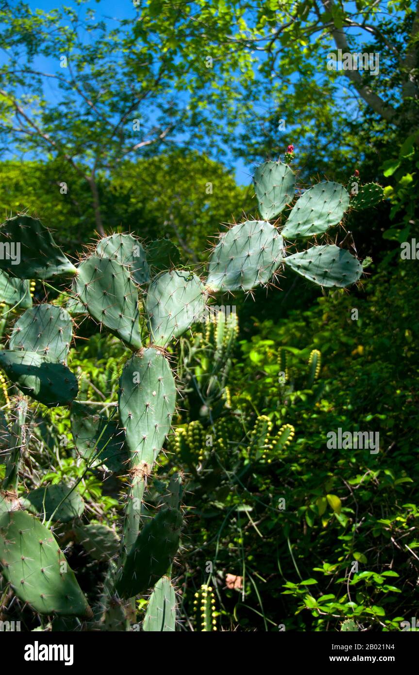 Thailand: Cactus, Khao Sam Roi Yot Nationalpark, Prachuap Provinz Khiri Khan. Khao Sam ROI Yot wurde 1996 der erste Küstennationalpark Thailands. Sie umfasst eine Fläche von etwa 100 Quadratkilometern (40 Quadratmeilen), einschließlich steiler Kalksteinberge, die an Stellen mit Höhlen, Sümpfen, Mangrovensumpfern, Sandstränden und flachem Meer entlang der Küste durchzogen sind. Der Name sam roi yot bedeutet „dreihundert Gipfel“ und bezieht sich direkt auf die vielen Kalksteinaufschlüsse und Gipfel, die den Park charakterisieren und sich dramatisch bis zu einer Höhe von mehr als 650 Metern (2.150 Fuß) erheben. Stockfoto
