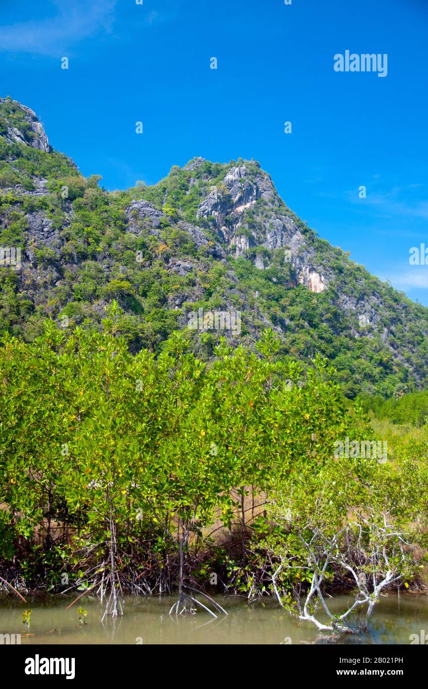 Thailand: Mangroven im Nationalpark Khao Sam ROI Yot, Provinz Prachuap Khiri Khan. Khao Sam ROI Yot wurde 1996 der erste Küstennationalpark Thailands. Sie umfasst eine Fläche von etwa 100 Quadratkilometern (40 Quadratmeilen), einschließlich steiler Kalksteinberge, die an Stellen mit Höhlen, Sümpfen, Mangrovensumpfern, Sandstränden und flachem Meer entlang der Küste durchzogen sind. Der Name sam roi yot bedeutet „dreihundert Gipfel“ und bezieht sich direkt auf die vielen Kalksteinaufschlüsse und Gipfel, die den Park charakterisieren und sich dramatisch bis zu einer Höhe von mehr als 650 Metern (2.150 Fuß) erheben. Stockfoto
