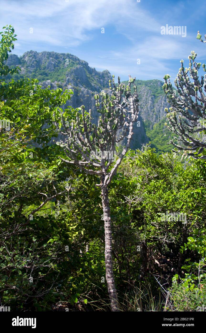 Thailand: Nationalpark Khao Sam Roi Yot, Provinz Prachuap Khiri Khan. Khao Sam ROI Yot wurde 1996 der erste Küstennationalpark Thailands. Sie umfasst eine Fläche von etwa 100 Quadratkilometern (40 Quadratmeilen), einschließlich steiler Kalksteinberge, die an Stellen mit Höhlen, Sümpfen, Mangrovensumpfern, Sandstränden und flachem Meer entlang der Küste durchzogen sind. Der Name sam roi yot bedeutet „dreihundert Gipfel“ und bezieht sich direkt auf die vielen Kalksteinaufschlüsse und Gipfel, die den Park charakterisieren und sich dramatisch bis zu einer Höhe von mehr als 650 Metern (2.150 Fuß) erheben. Stockfoto