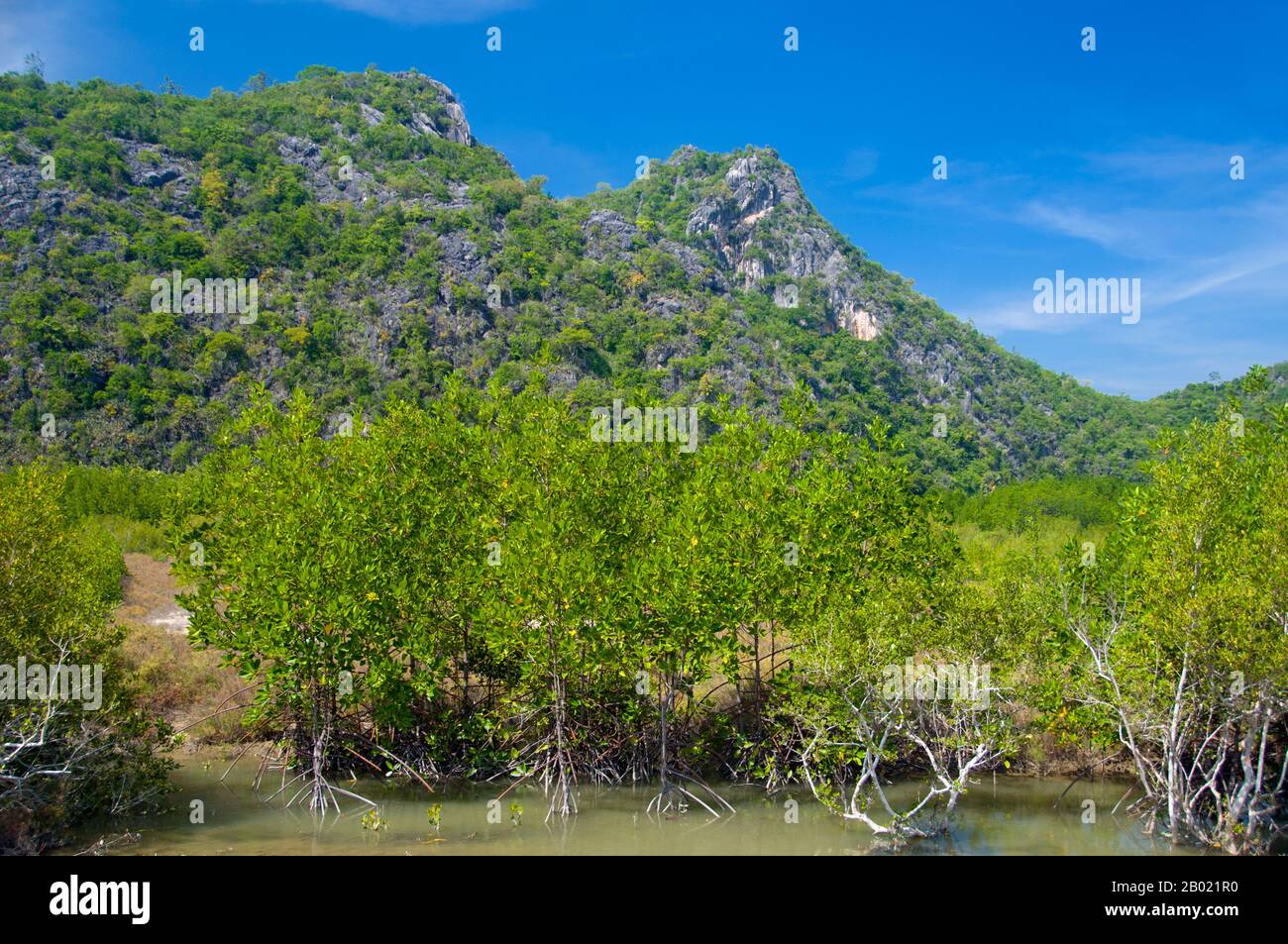 Thailand: Mangroven im Nationalpark Khao Sam ROI Yot, Provinz Prachuap Khiri Khan. Khao Sam ROI Yot wurde 1996 der erste Küstennationalpark Thailands. Sie umfasst eine Fläche von etwa 100 Quadratkilometern (40 Quadratmeilen), einschließlich steiler Kalksteinberge, die an Stellen mit Höhlen, Sümpfen, Mangrovensumpfern, Sandstränden und flachem Meer entlang der Küste durchzogen sind. Der Name sam roi yot bedeutet „dreihundert Gipfel“ und bezieht sich direkt auf die vielen Kalksteinaufschlüsse und Gipfel, die den Park charakterisieren und sich dramatisch bis zu einer Höhe von mehr als 650 Metern (2.150 Fuß) erheben. Stockfoto