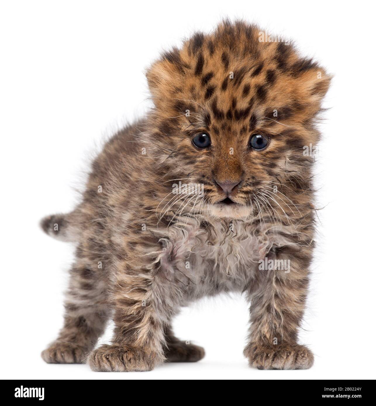 Amur Leopardenkuppe, Panthera pardus orientalis, 6 Wochen alt, vor weißem Hintergrund Stockfoto