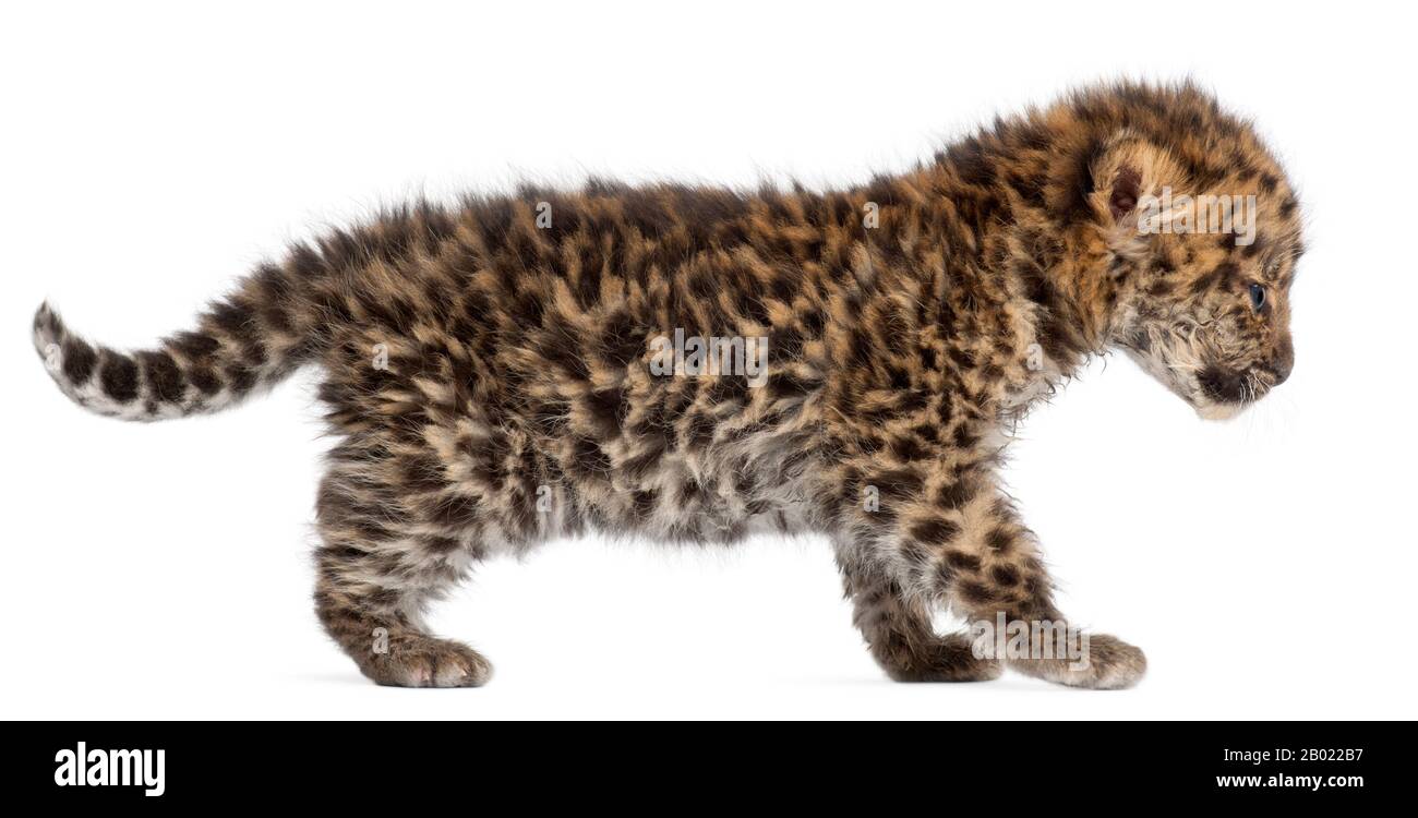 Amur Leopardenkuppengehen, Panthera pardus orientalis, 6 Wochen alt, vor weißem Hintergrund Stockfoto