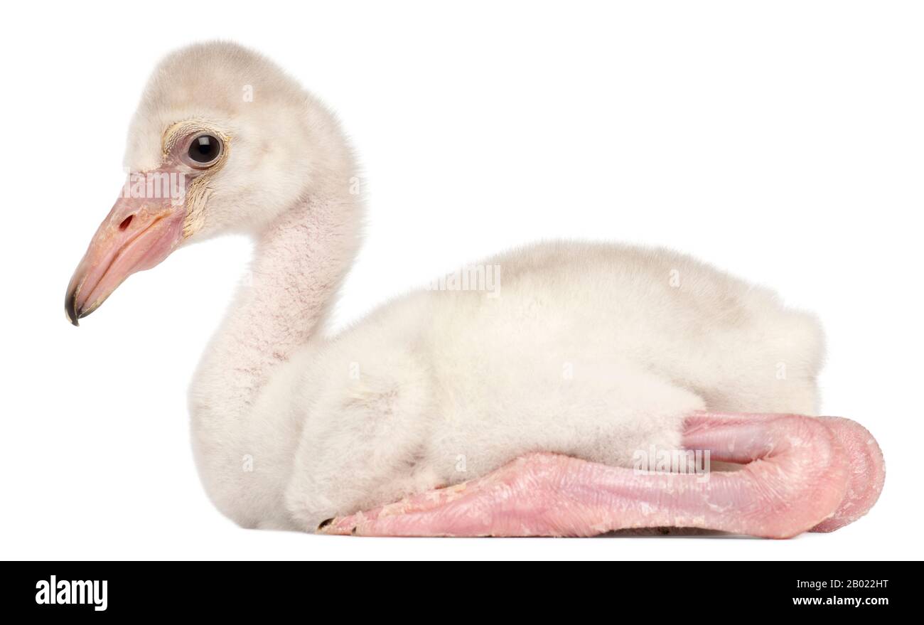 Greater Flamingo, Phönicopterus roseus, 14 Tage alt, vor weißem Hintergrund Stockfoto