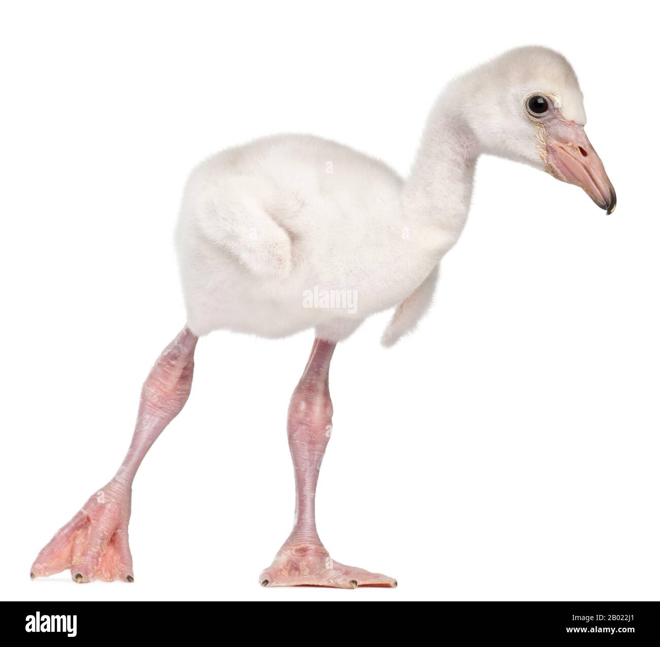 Greater Flamingo, Phönicopterus roseus, 14 Tage alt, vor weißem Hintergrund Stockfoto