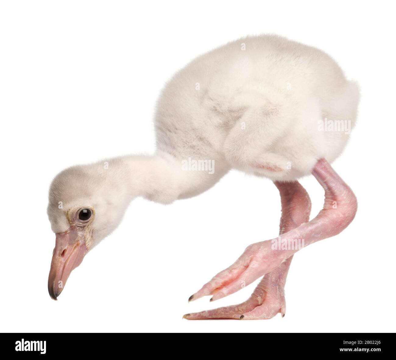 Greater Flamingo, Phönicopterus roseus, 14 Tage alt, vor weißem Hintergrund Stockfoto
