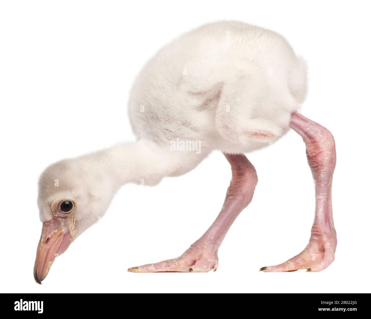 Greater Flamingo, Phönicopterus roseus, 14 Tage alt, vor weißem Hintergrund Stockfoto