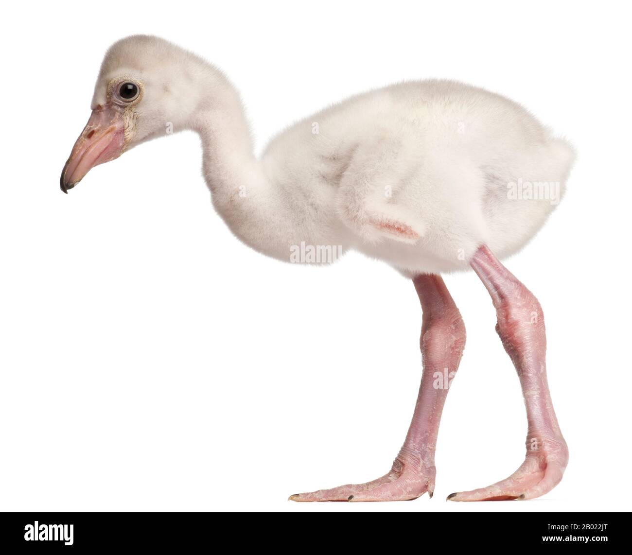 Greater Flamingo, Phönicopterus roseus, 14 Tage alt, vor weißem Hintergrund Stockfoto
